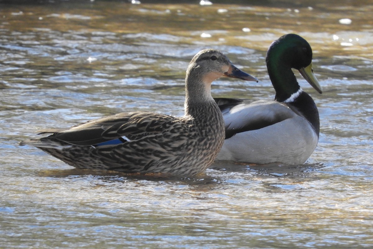 Mallard - ML210251371