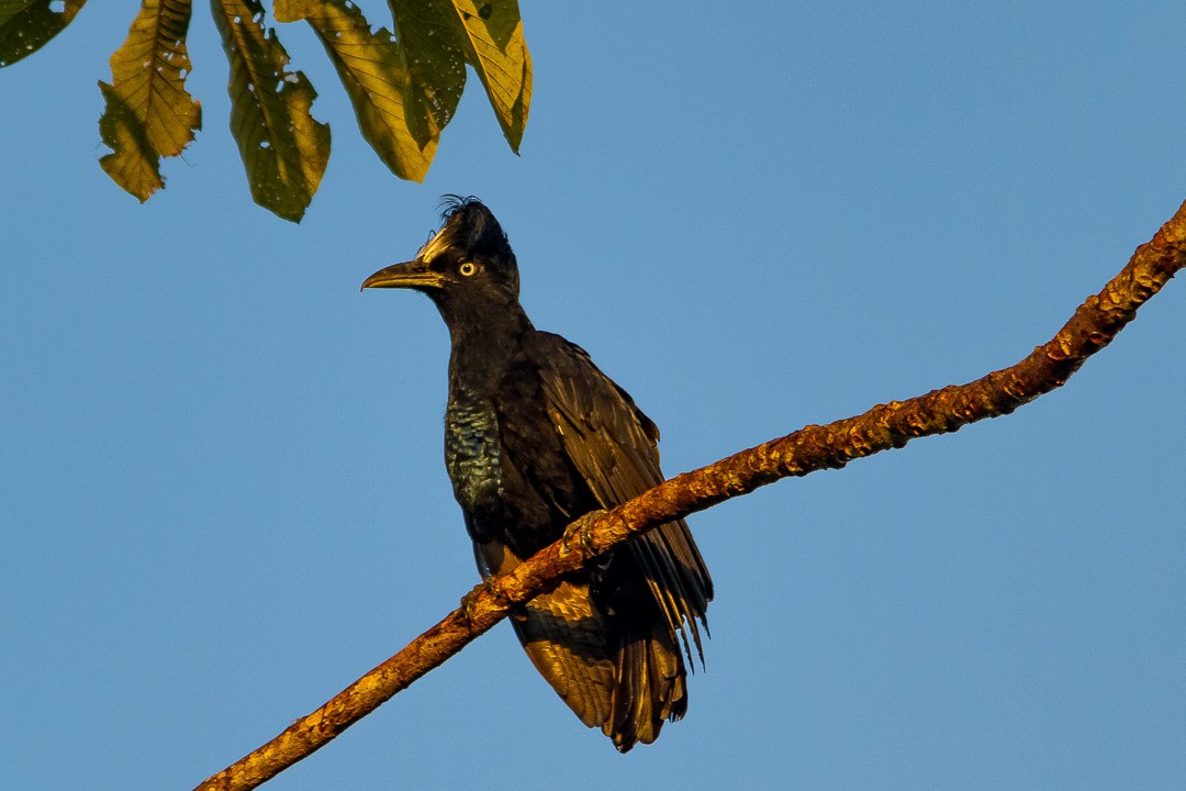 Amazonian Umbrellabird - LAERTE CARDIM