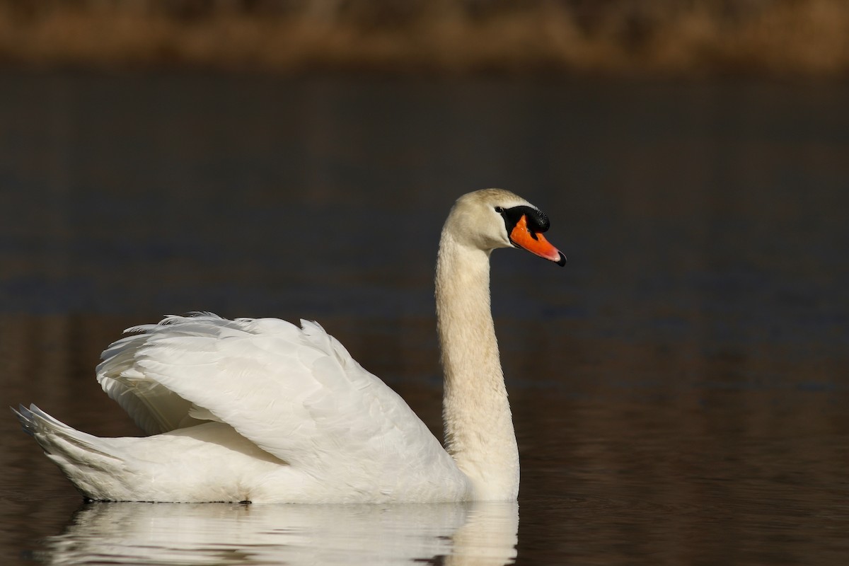 Cygne tuberculé - ML210251741