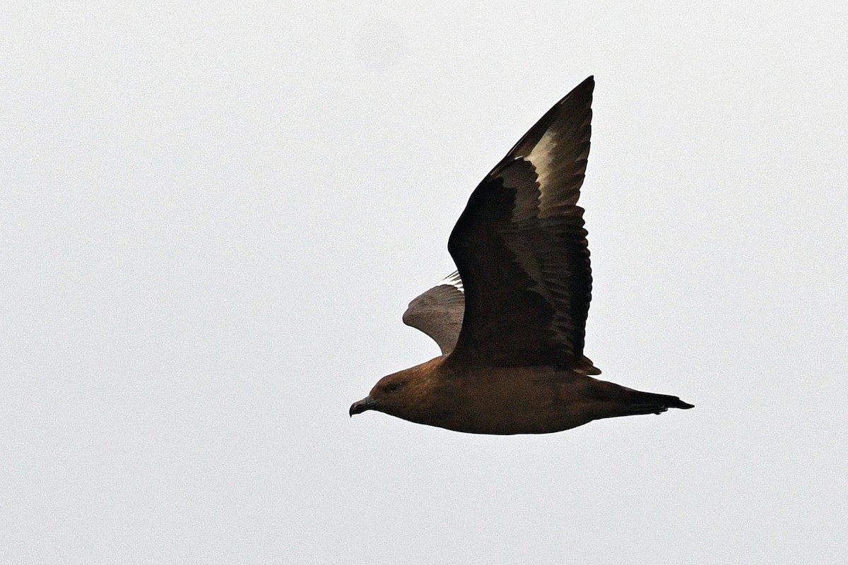 South Polar Skua - ML210252821