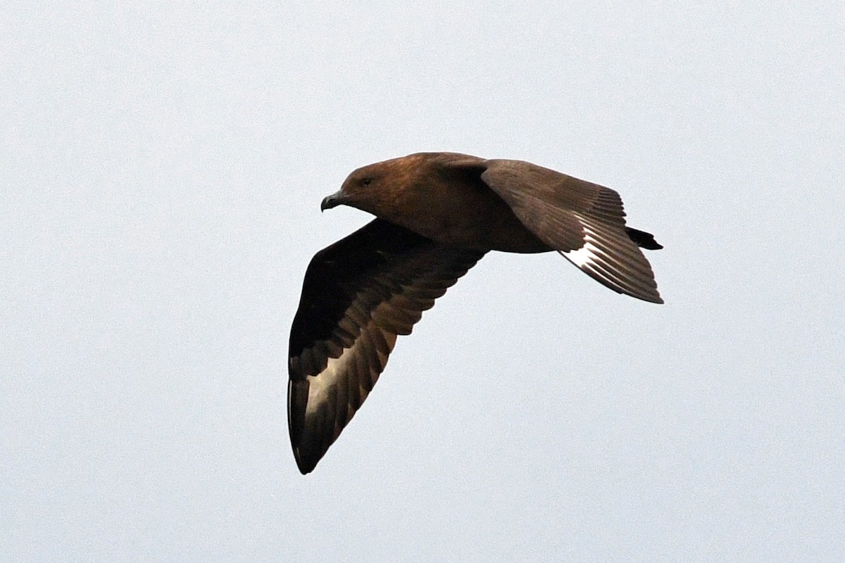 South Polar Skua - ML210252861