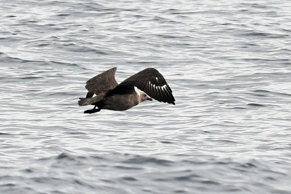 South Polar Skua - ML210253741