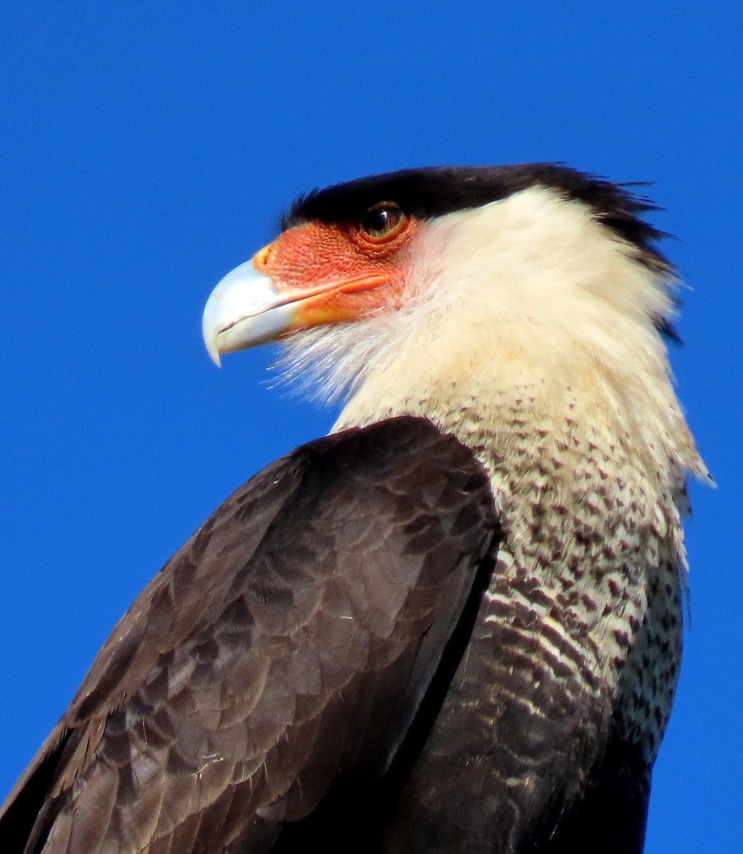 Crested Caracara (Northern) - Vicki Sensat