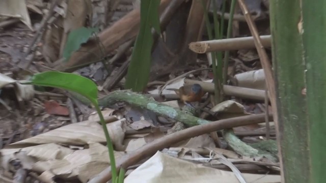 Blackish-gray Antshrike - ML210255381