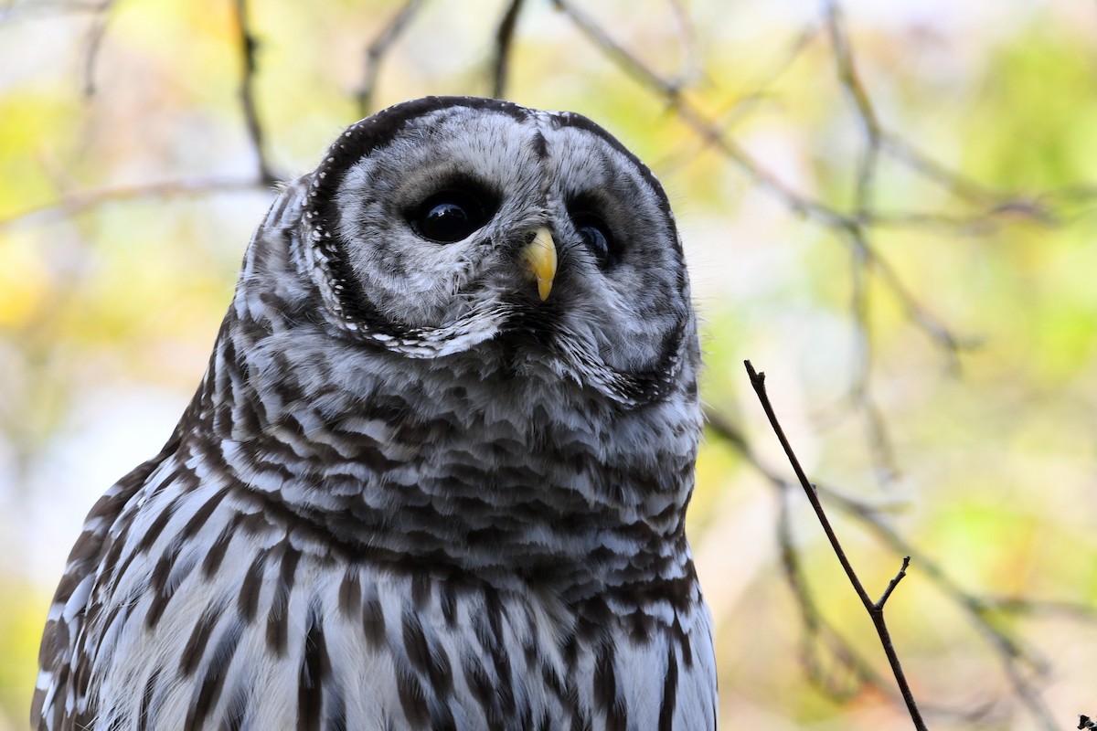 Barred Owl - David M. Bell