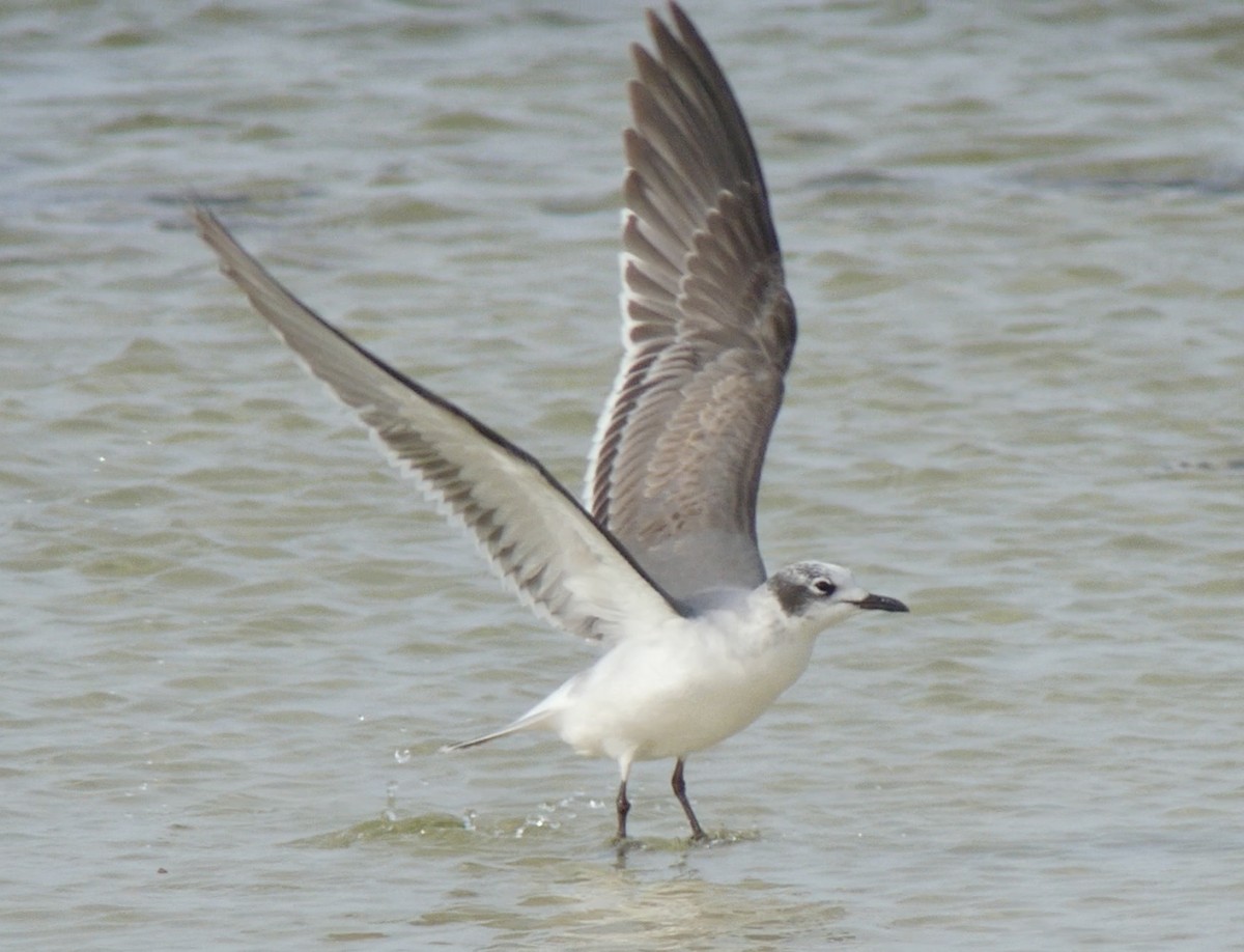 Franklin's Gull - ML21025701