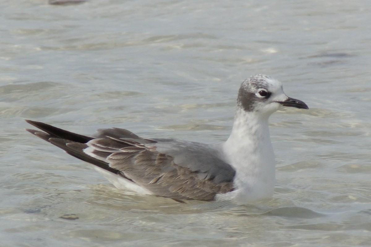 Franklin's Gull - ML21025711