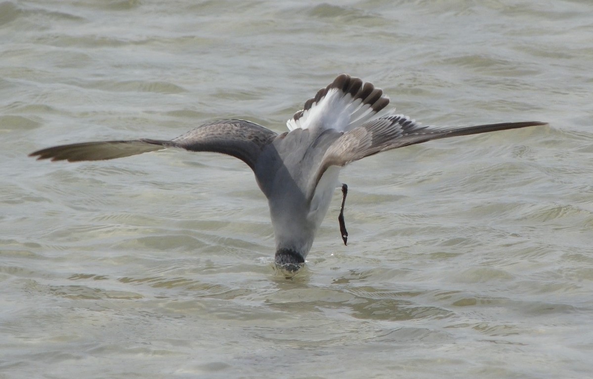 Franklin's Gull - ML21025721