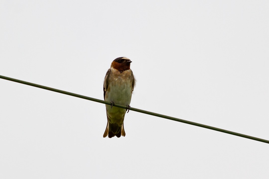 Cliff Swallow - LAERTE CARDIM