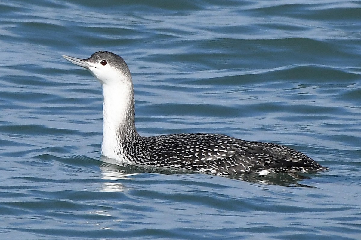 Red-throated Loon - MJ OnWhidbey