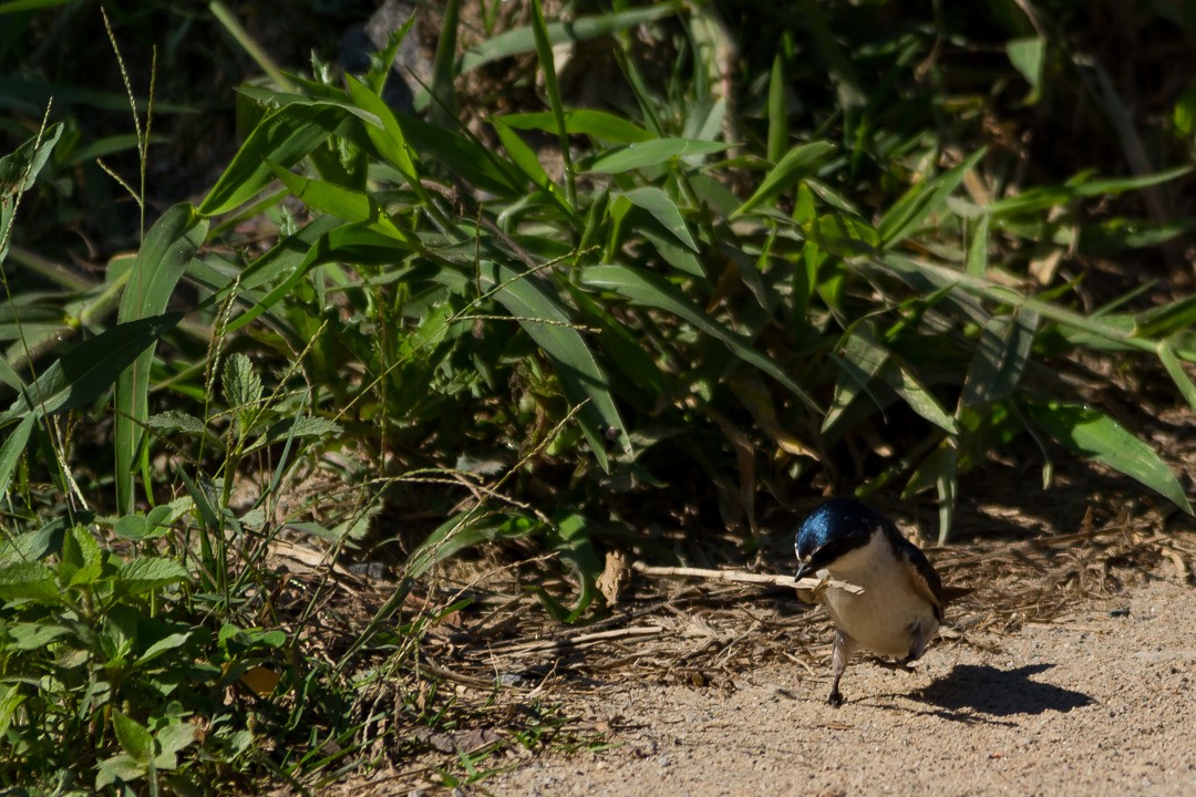 コシジロミドリツバメ - ML210259581