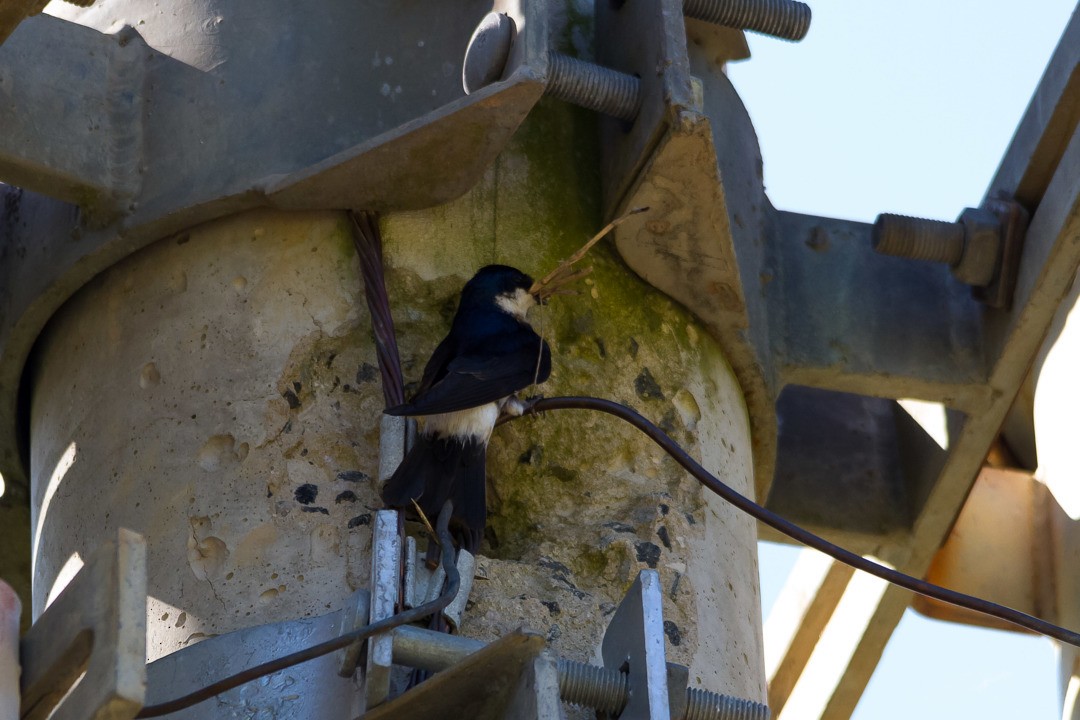 コシジロミドリツバメ - ML210259591