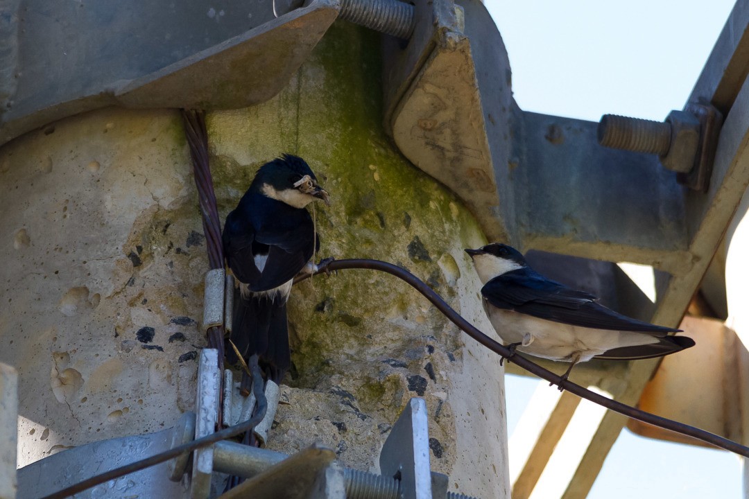 コシジロミドリツバメ - ML210259601