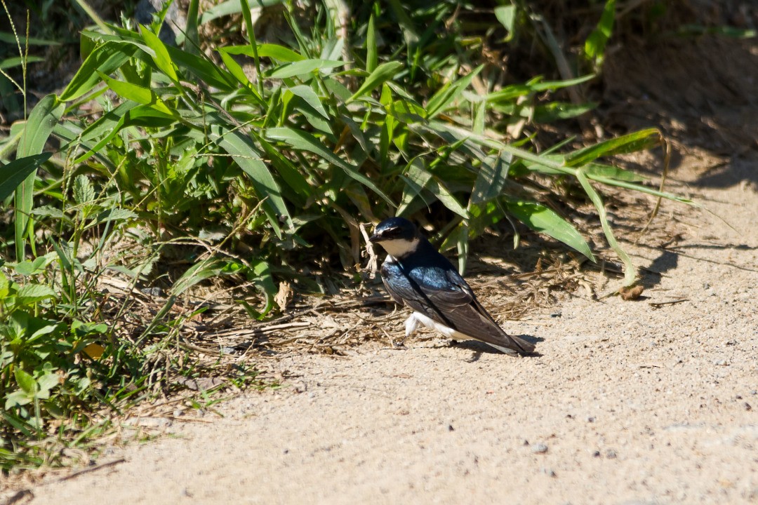 コシジロミドリツバメ - ML210259611