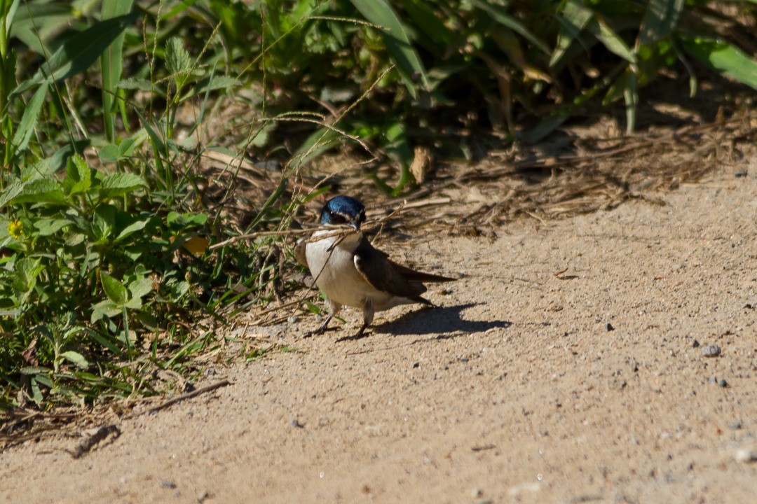 コシジロミドリツバメ - ML210259621