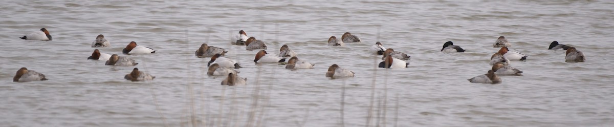 Canvasback - Bill Elrick