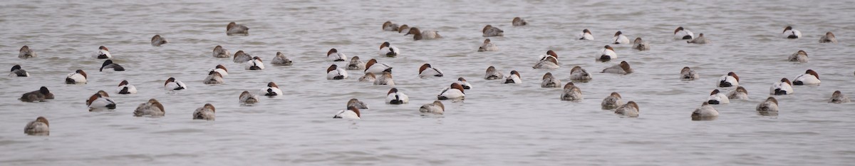 Canvasback - Bill Elrick