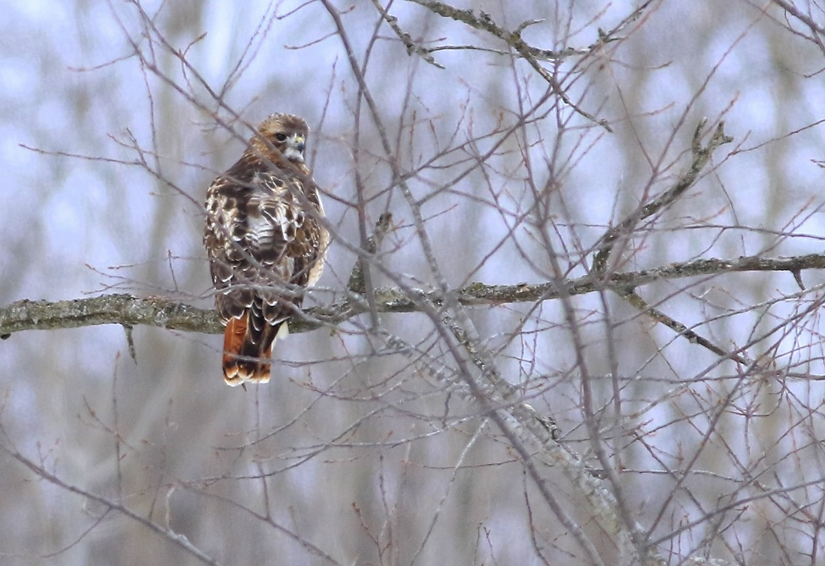 Rotschwanzbussard - ML210260961