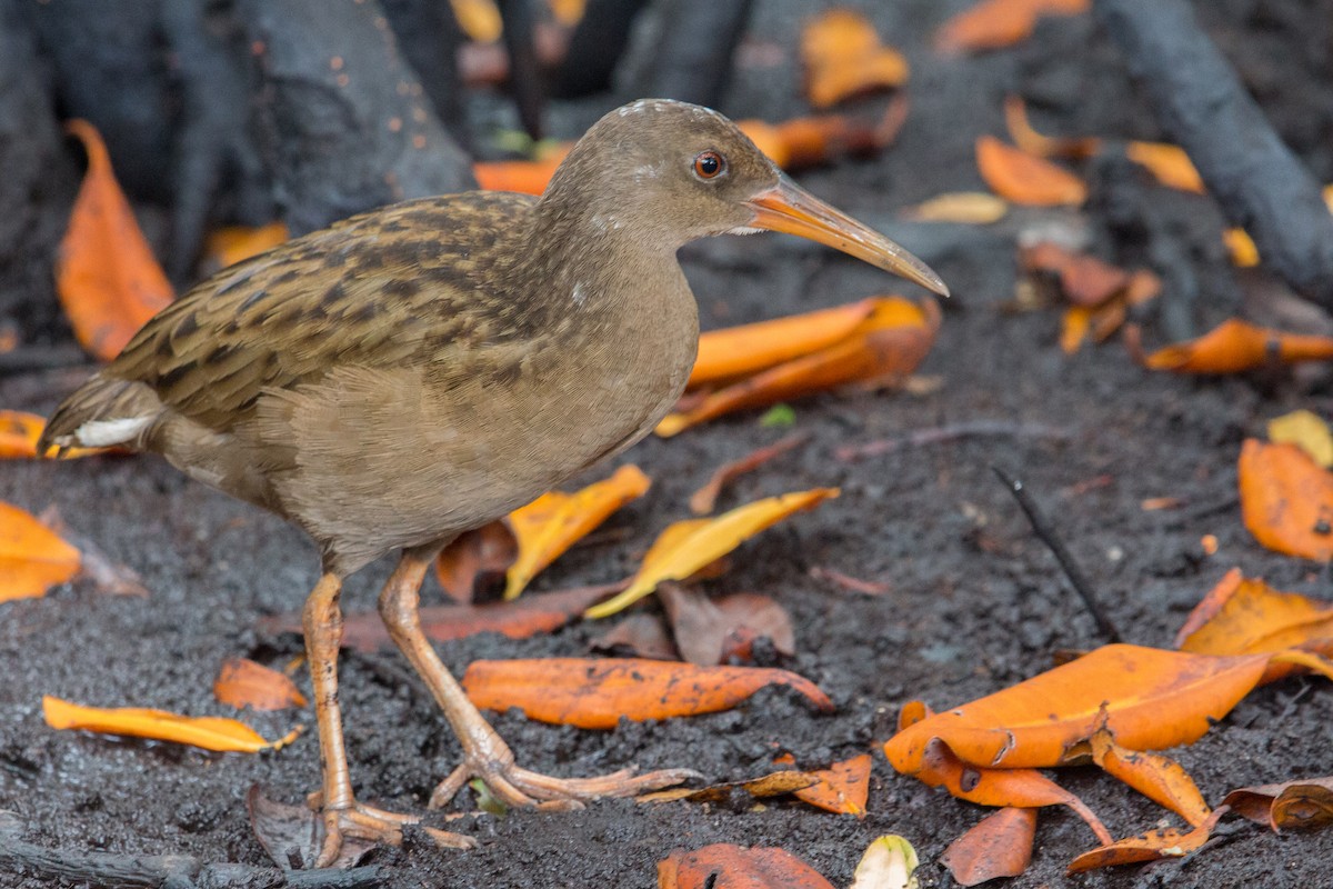Plain-flanked Rail - Oswaldo Hernández Sánchez