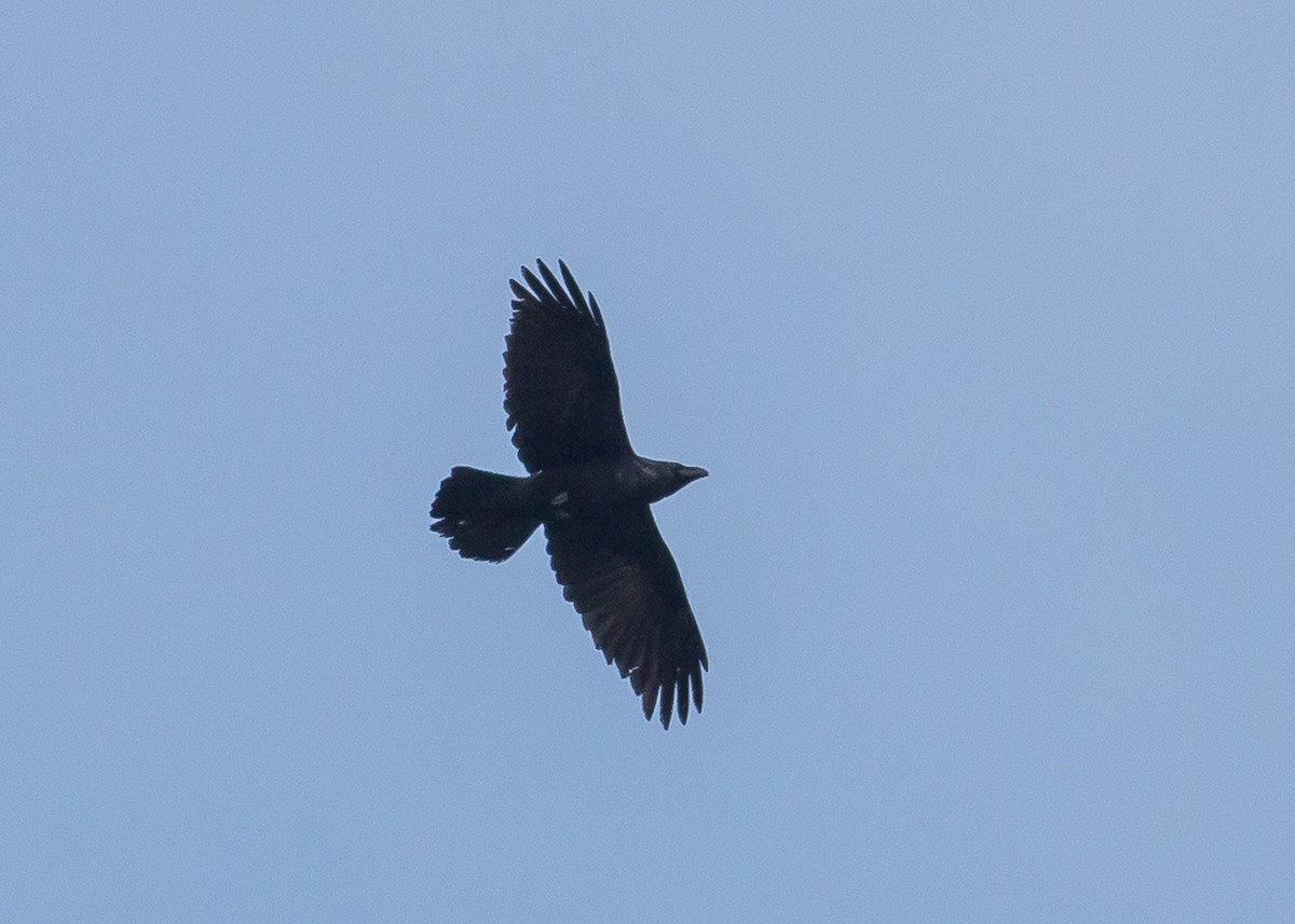 Common Raven - ML210263581