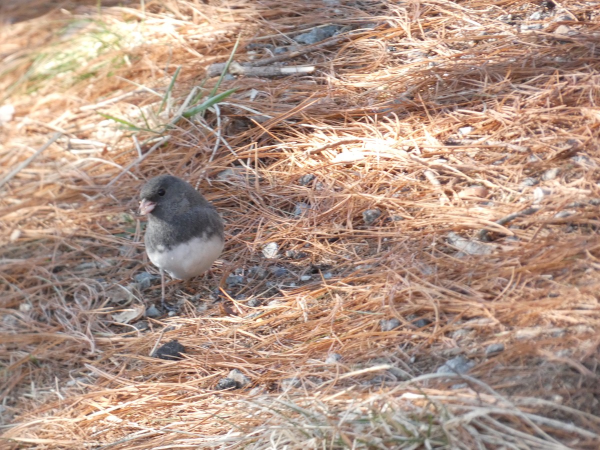 Junco ardoisé - ML210267341