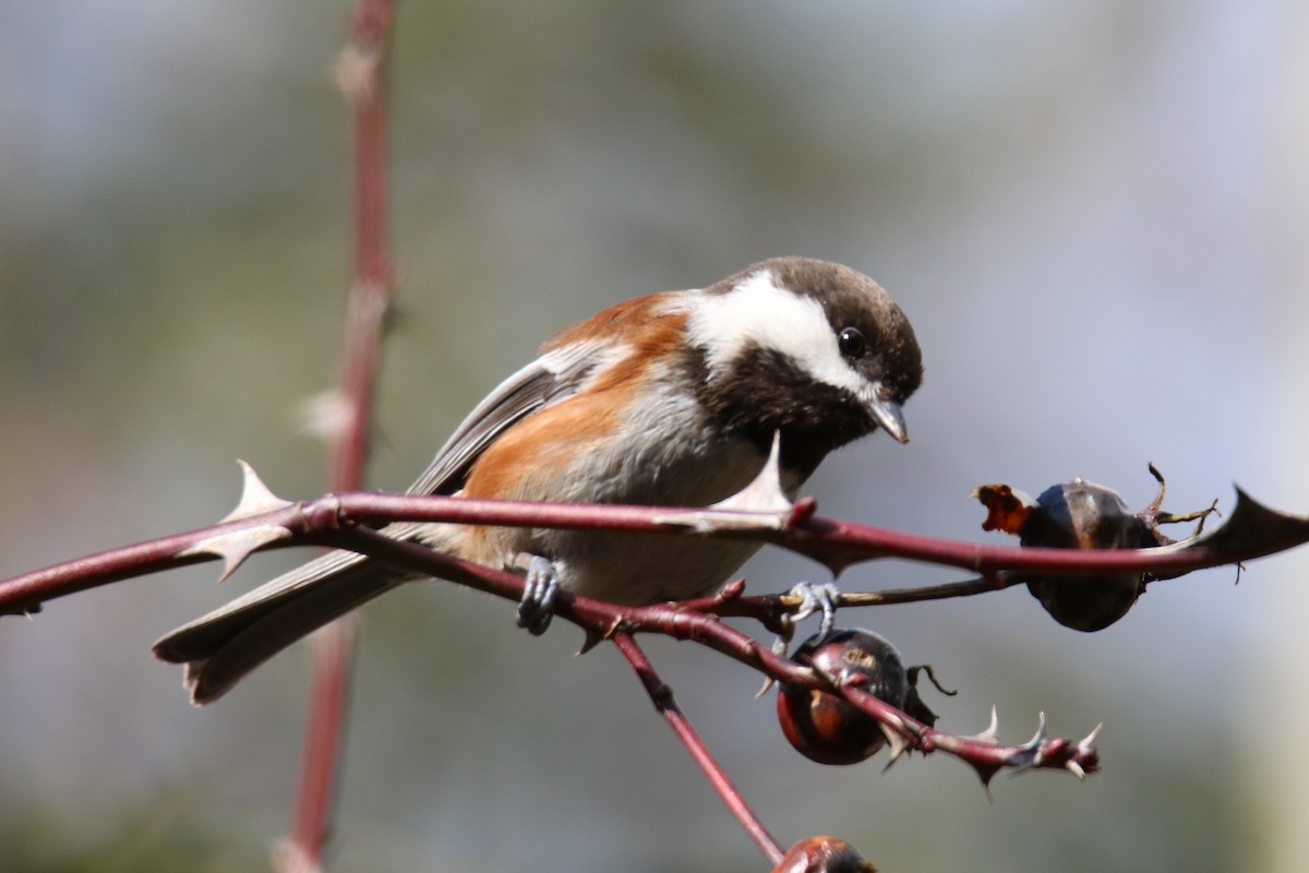 Chestnut-backed Chickadee - ML210268841
