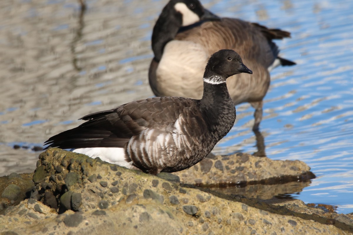 Brant (Black) - ML210269011