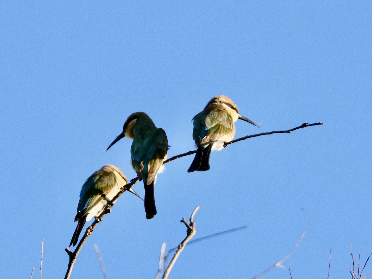 Rainbow Bee-eater - Trumpygirl *