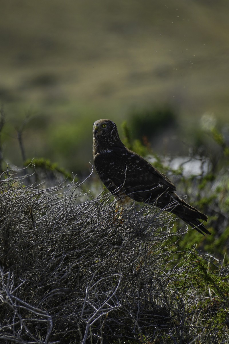 Cinereous Harrier - ML210269181