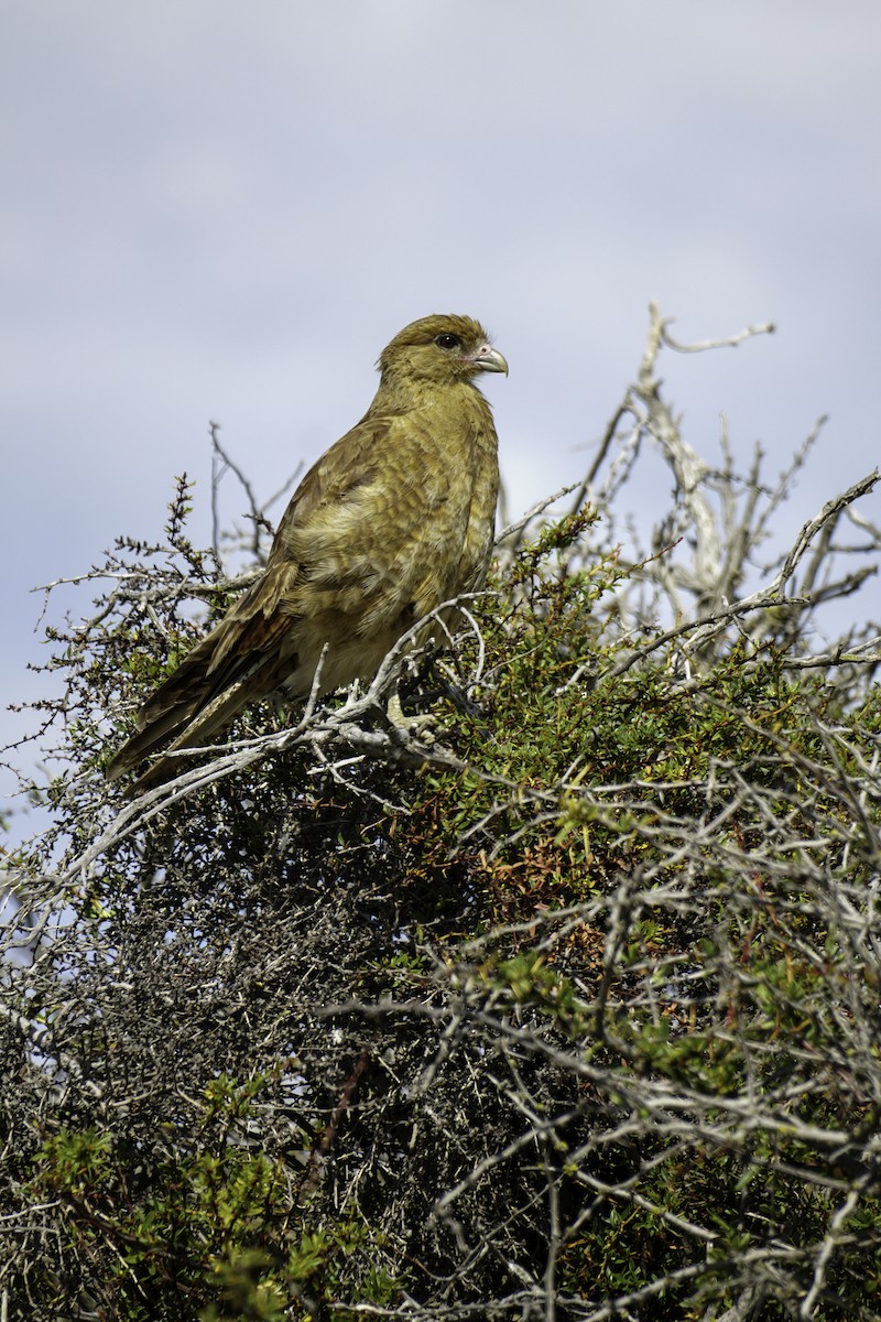 Caracara chimango - ML210269601