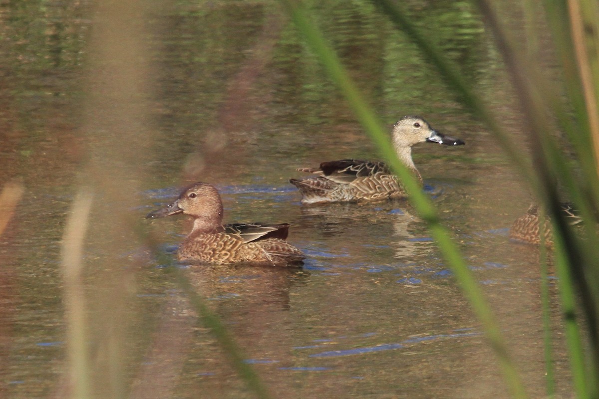 Cinnamon Teal - ML210270321