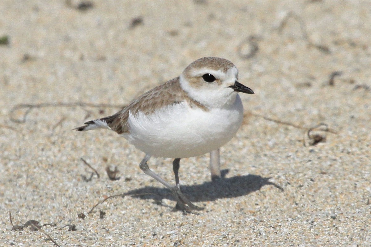 Snowy Plover - ML210270351