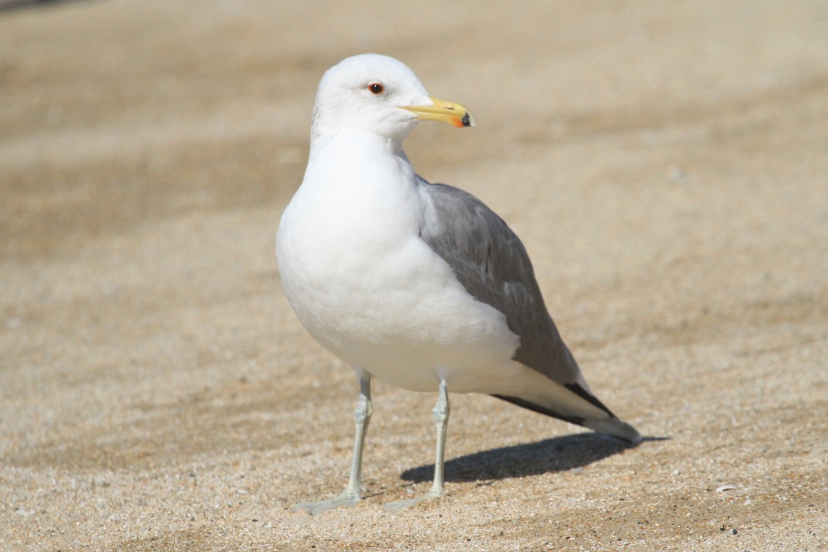 California Gull - ML210270541