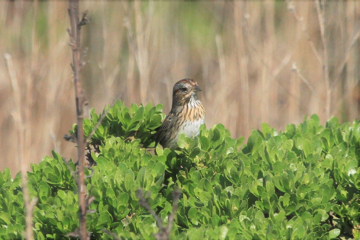 Lincoln's Sparrow - ML210270691