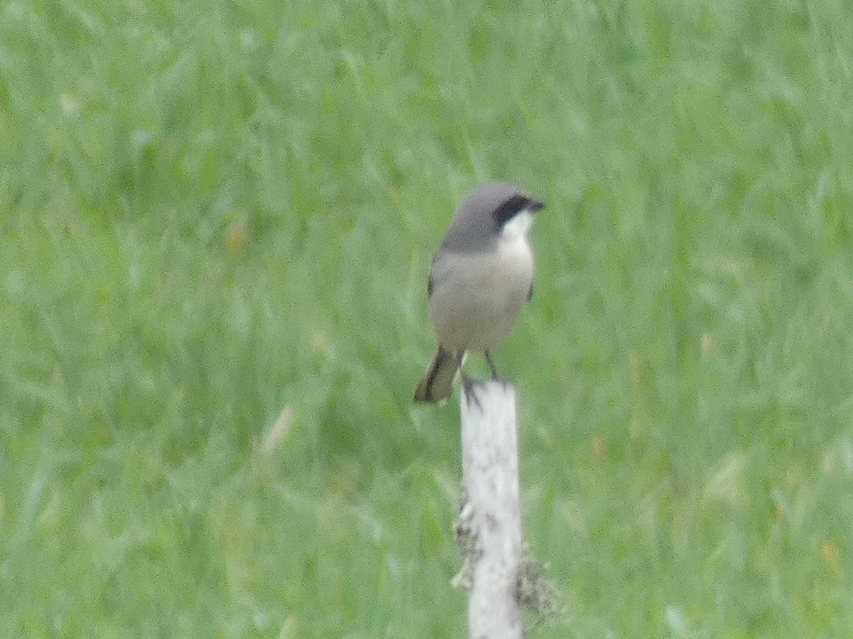 Loggerhead Shrike - ML210271131