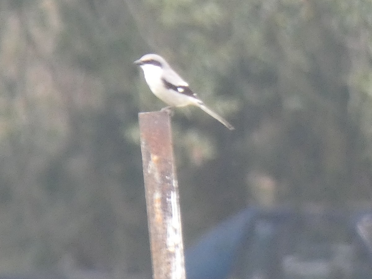 Loggerhead Shrike - ML210271451