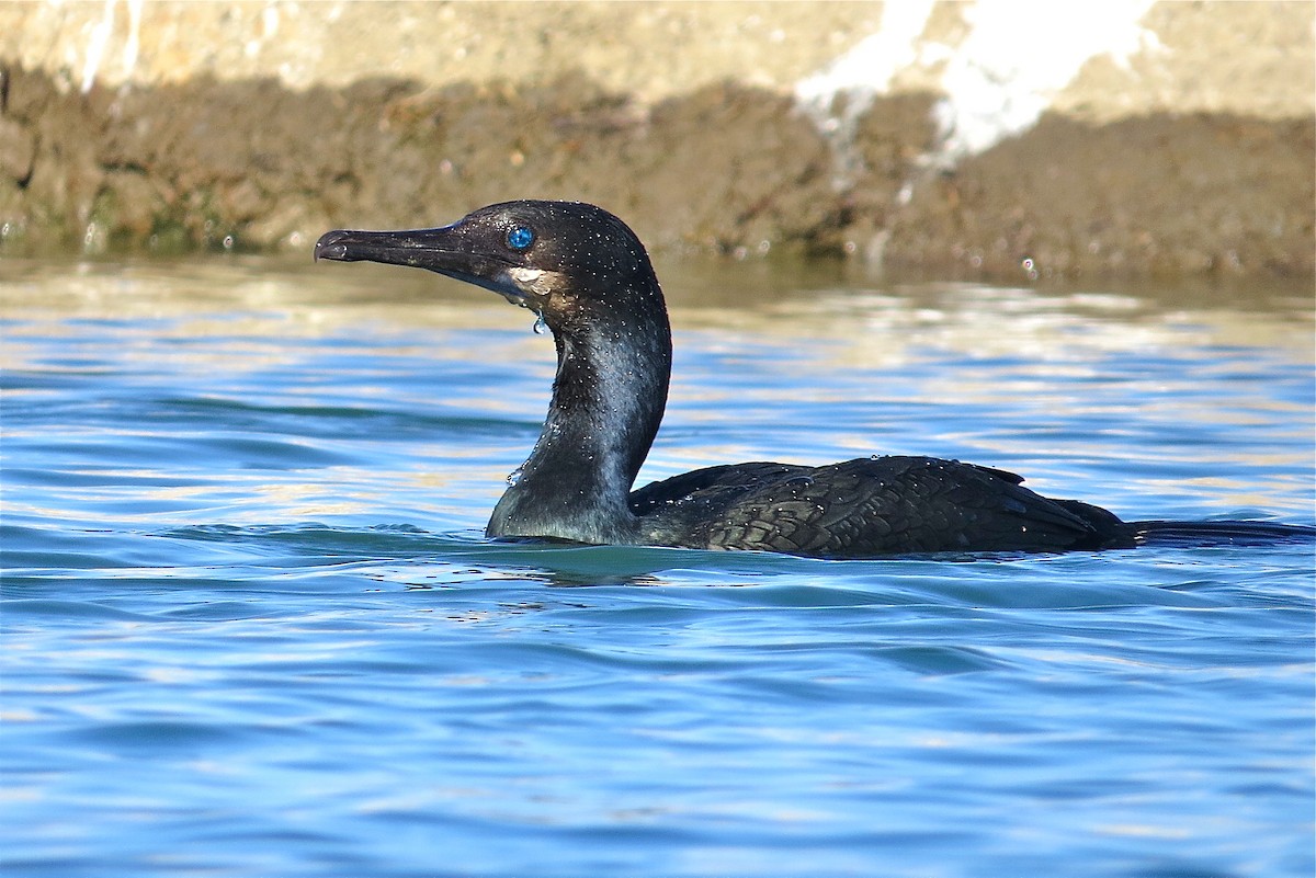 Brandt's Cormorant - ML21027631