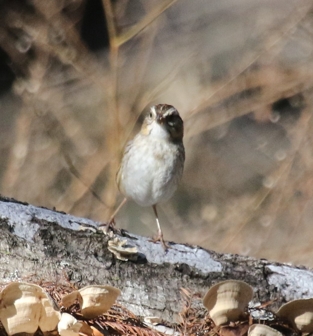 Clay-colored Sparrow - ML210277211