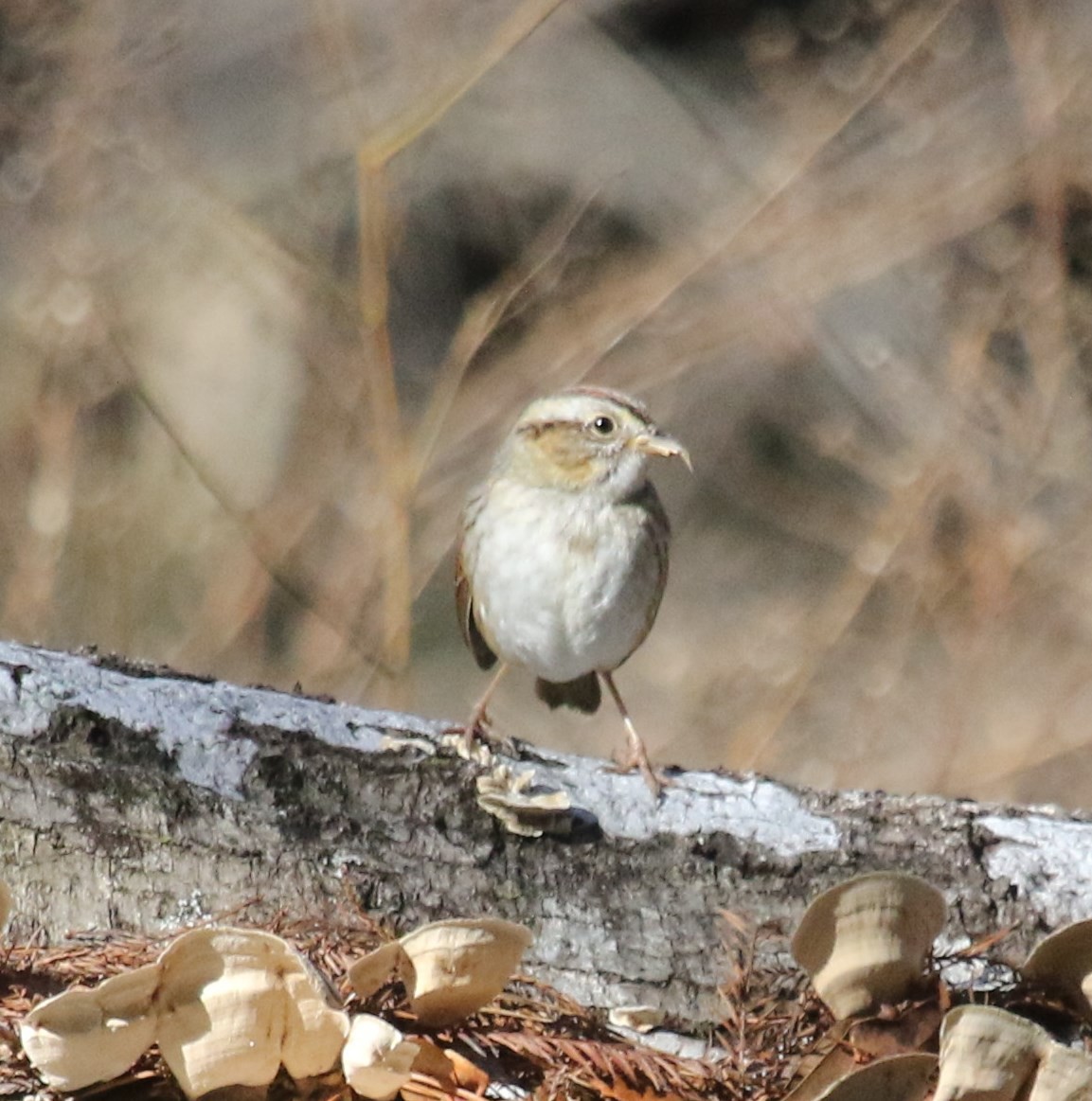 Clay-colored Sparrow - ML210277251