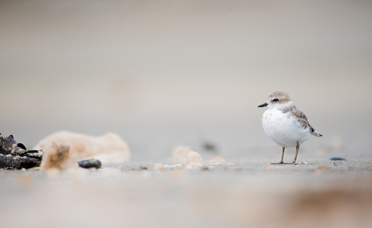 Snowy Plover - Ben Ivany