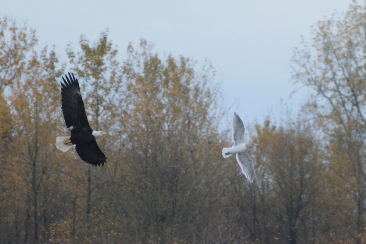 Bald Eagle - ML21028121