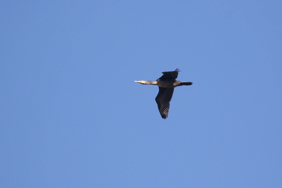 Double-crested Cormorant - ML210281851