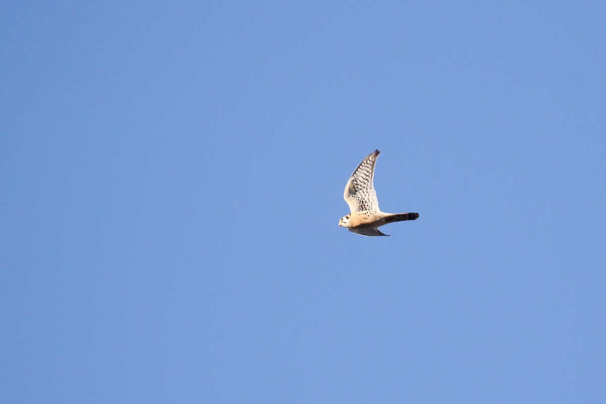 American Kestrel - ML210281881