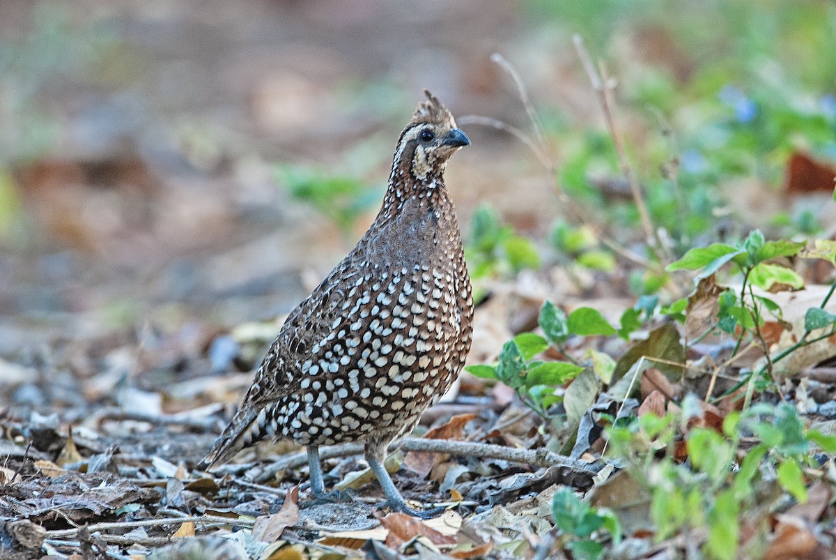 Crested Bobwhite - ML210284991