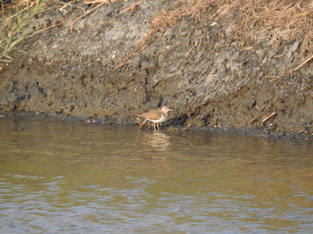 Common Sandpiper - ML210287251