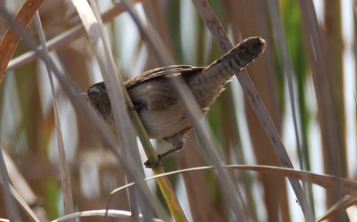 Marsh Wren - ML210287481