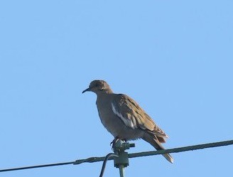 White-winged Dove - ML21028781