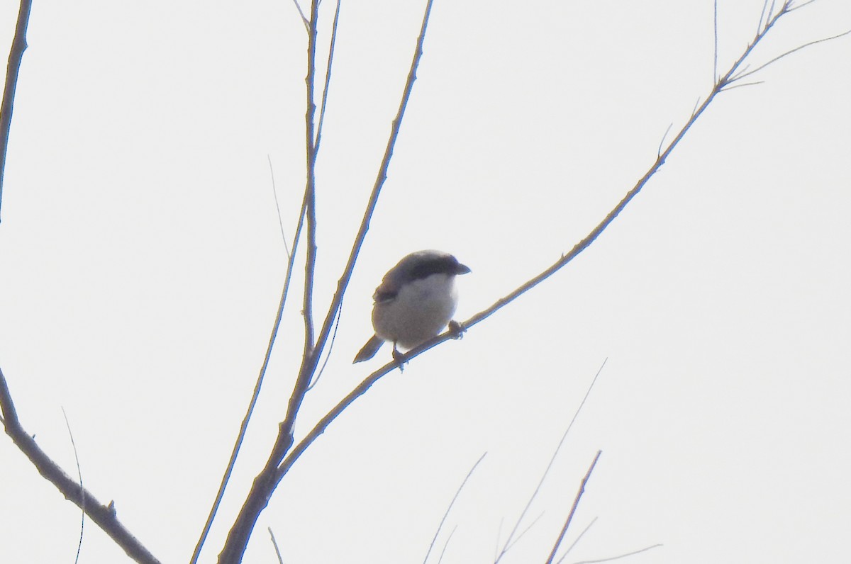 Long-tailed Shrike - ML210287881