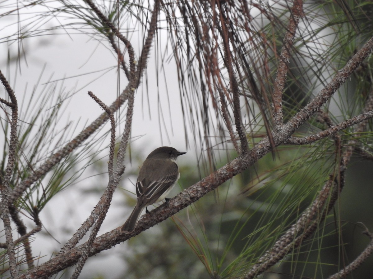 Eastern Phoebe - ML210288031