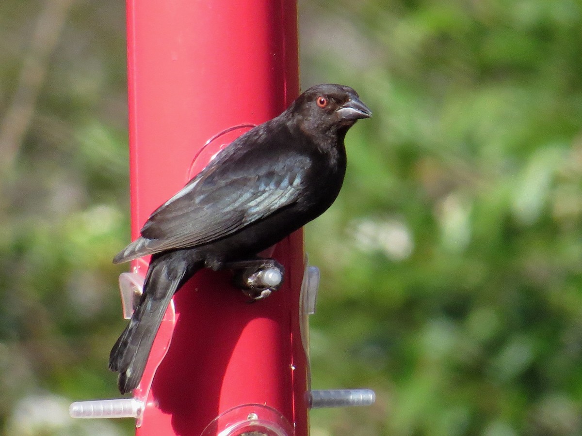 Bronzed Cowbird - ML210288191